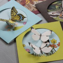 Pipasik  Moje  sbirka motylu, vystava 3D motyl
