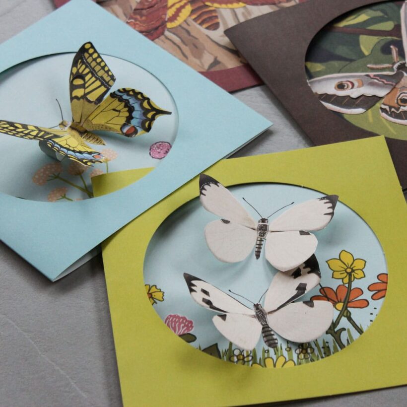 Pipasik  Moje  sbirka motylu, vystava 3D motyl