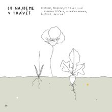 21x21_CMAROPIS__40