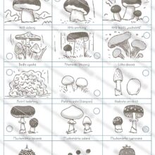 PDF ke stažení, pipasik