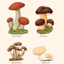 didaktícké platáty, školní plakáty