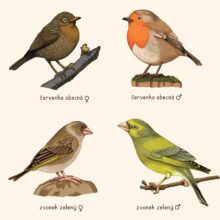 didaktícké platáty, školní plakáty