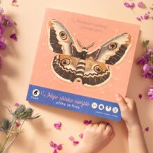 MOJE SBIRKA MOTYLU 02