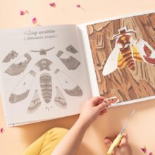 moje sbirka motylu 05