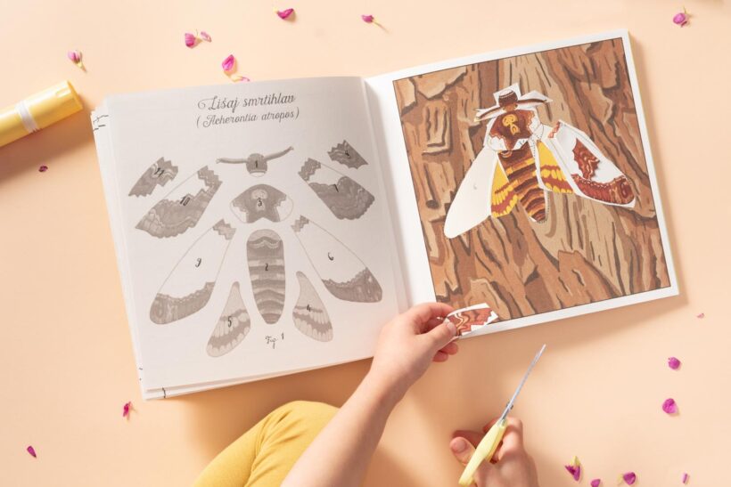 moje sbirka motylu 05