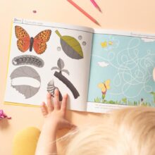 moje sbirka motylu 07